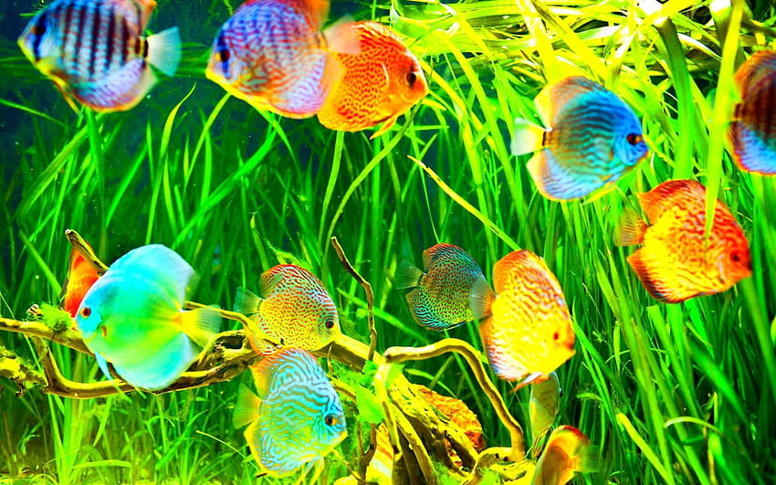 Fishes: Fishes Underwater Fish Sea Ocean Sealife Nature Swimming, Green Koi Fish HD wallpaper