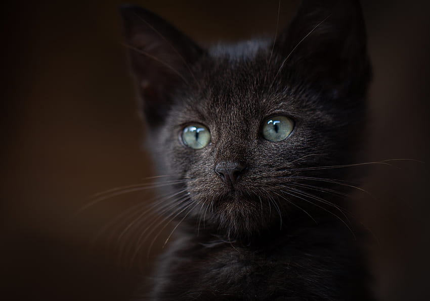 Kitten, halloween, animal, pisici, cute, face, eyes, cat HD wallpaper