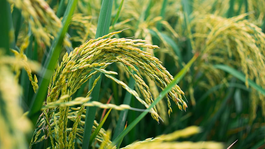 оризово поле, зърно U HD тапет