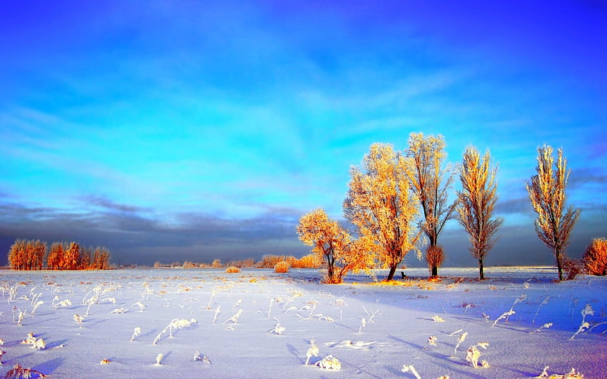 SCENE MUSIM DINGIN, musim dingin, embun beku, lapangan, salju, awan, pohon, langit Wallpaper HD