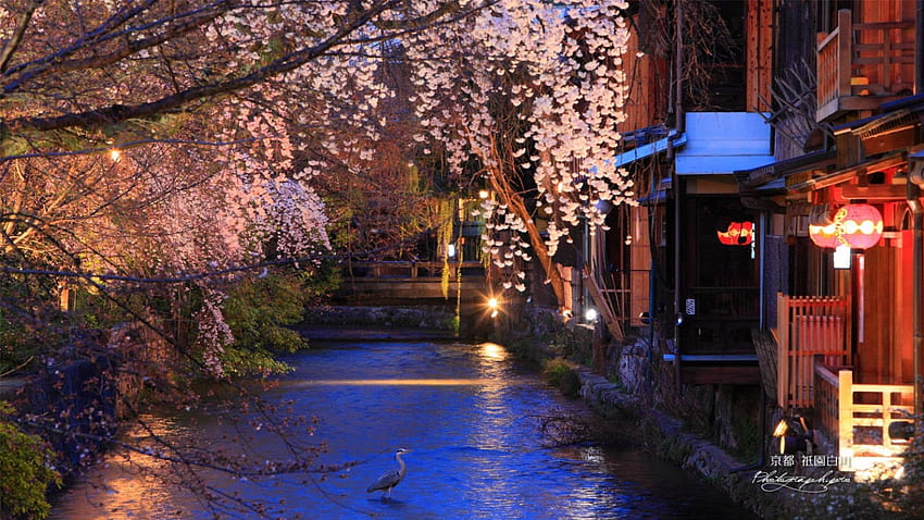 Spring in Gion, river, japanese, japan, geisha, oriental, spring, scenery, sakura, cherry blossom, kyoto, gion HD wallpaper