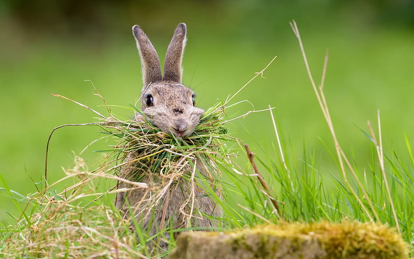 Wild rabbit eat grass HD wallpaper