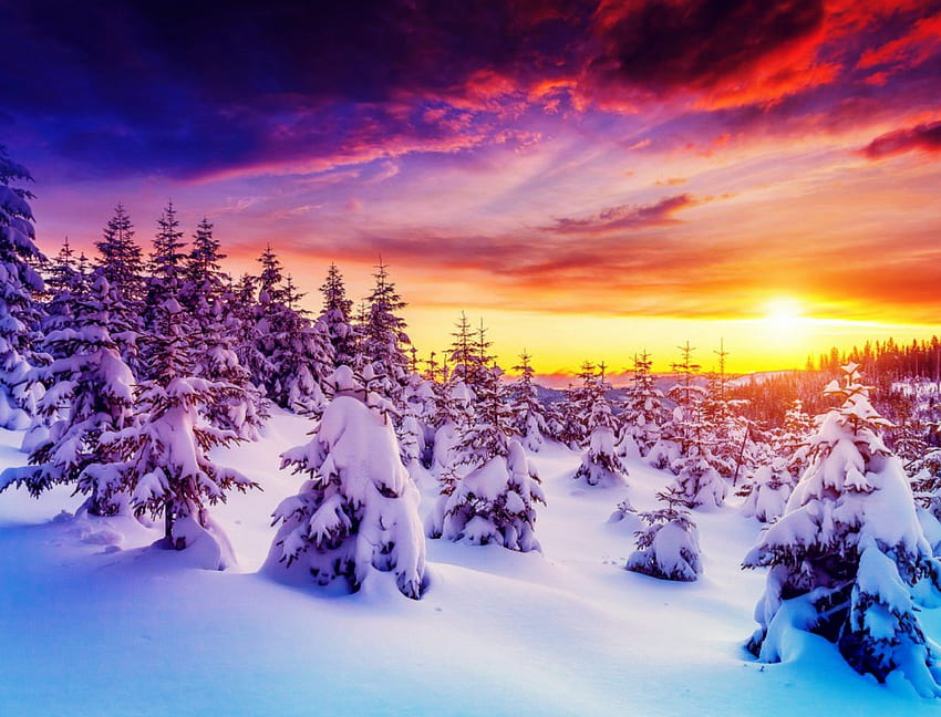 Зимен изгрев, зима, цветни, дървета, небе, изгрев HD тапет