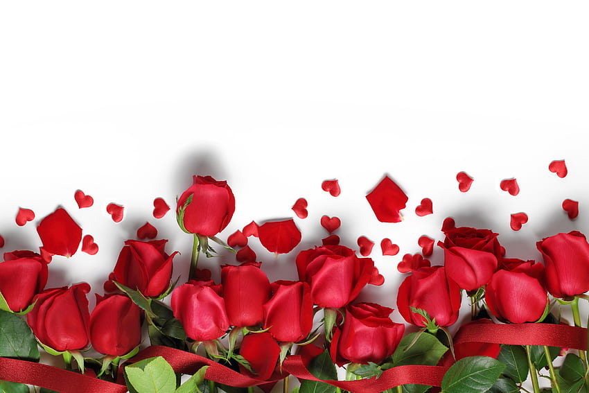 Of Red Roses with White Background - . . High Resolution HD wallpaper