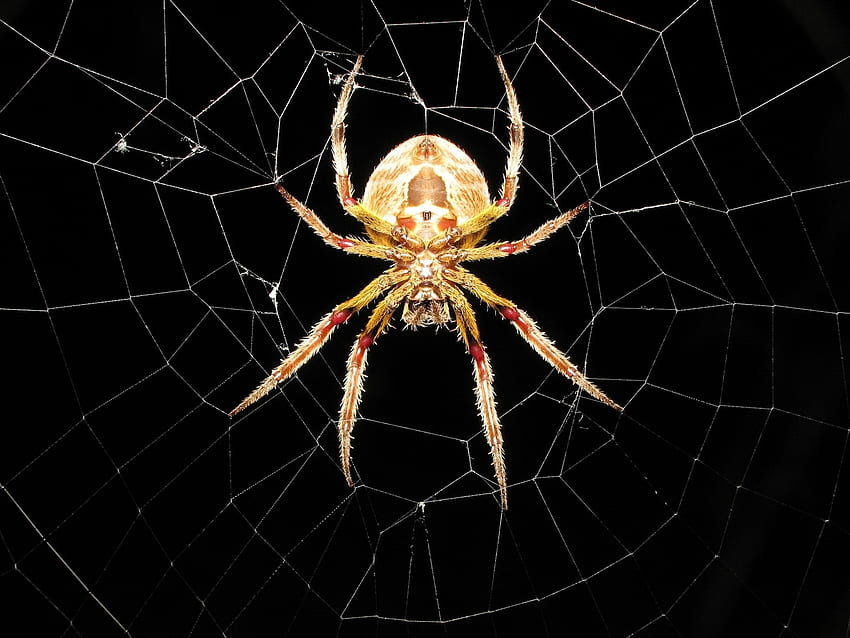 Owady, sieć, pająki Tapeta HD