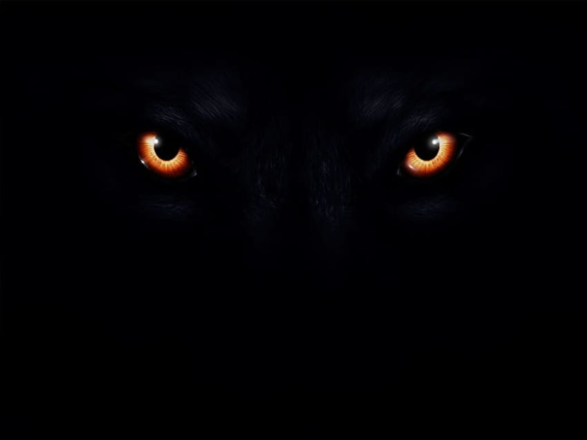 Lobo oscuro, ojos de lobo fondo de pantalla