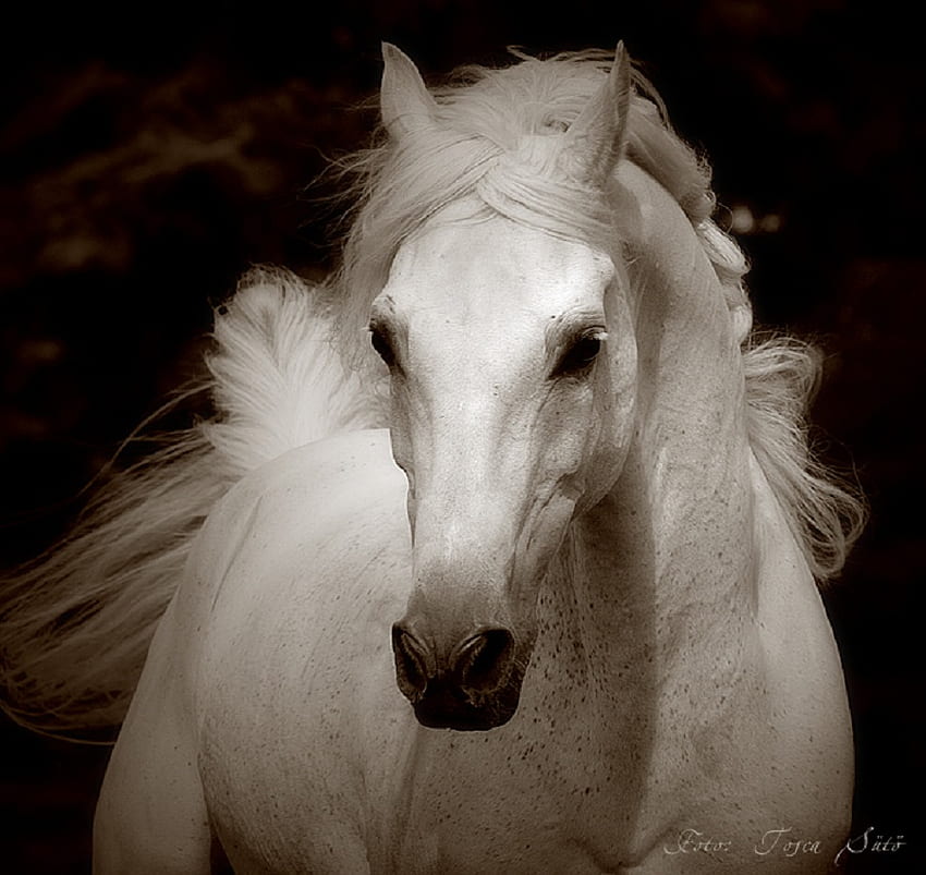 Arabian King Whitehorse, notte araba, arabo, cavallo, arabo, arabo, bellissimo cavallo bianco Sfondo HD
