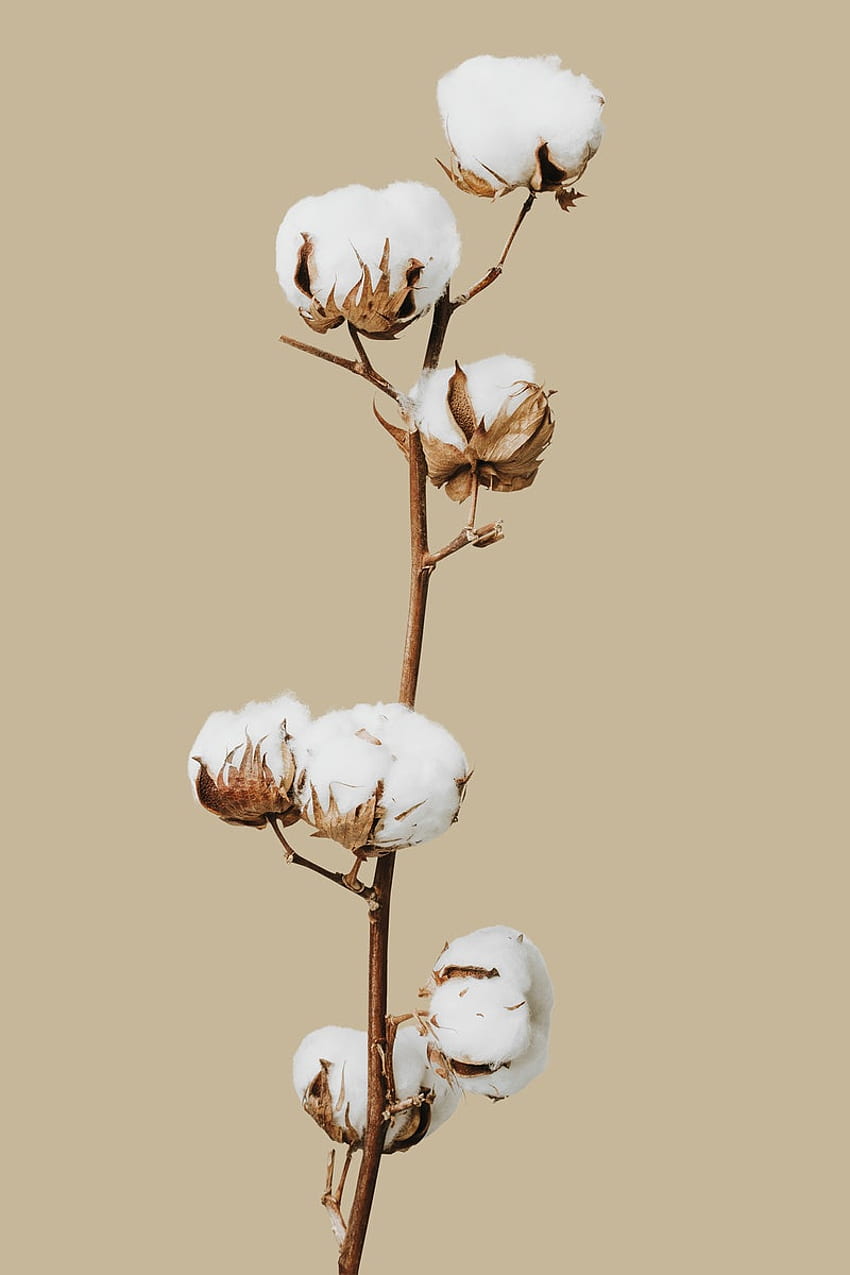 Adesivos PNG e Plano de fundo, Flor de algodão Papel de parede de celular HD