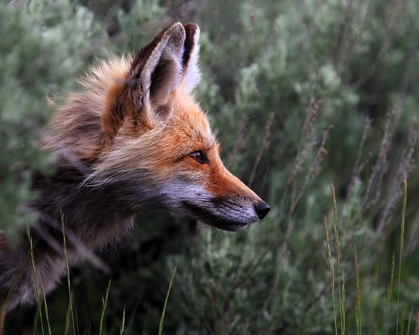 Mr. Foxy, red fox, field, animals, other, fox HD wallpaper