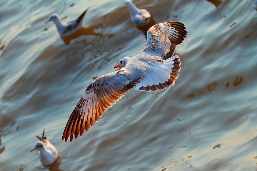 Animals, Birds, Sea, Seagulls, Flight HD wallpaper