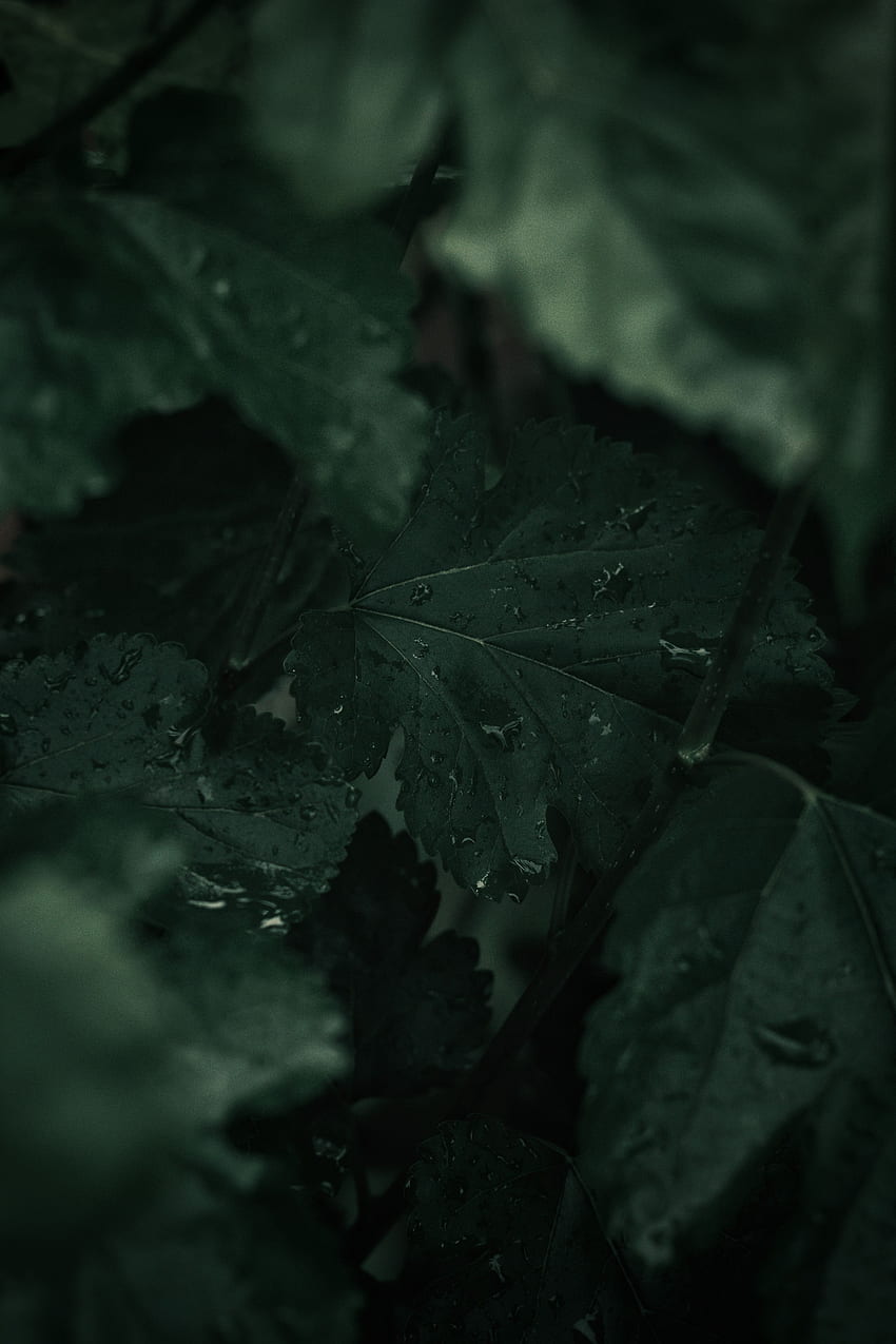 Leaves, Drops, Plant, Macro, Wet HD phone wallpaper