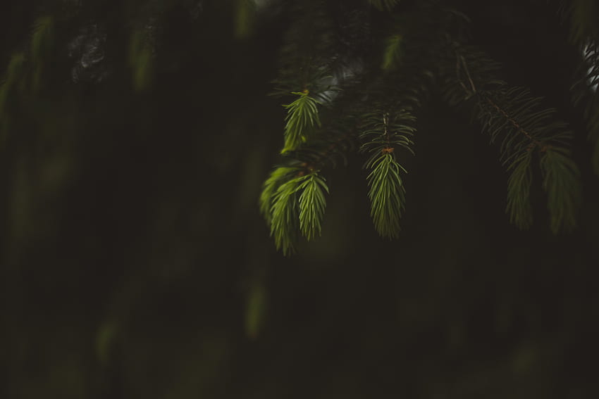 Blur, portrait, leaf, fern HD wallpaper