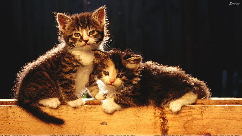 แมวสองตัวนั่งอยู่บนม้านั่งไม้ วอลล์เปเปอร์ HD