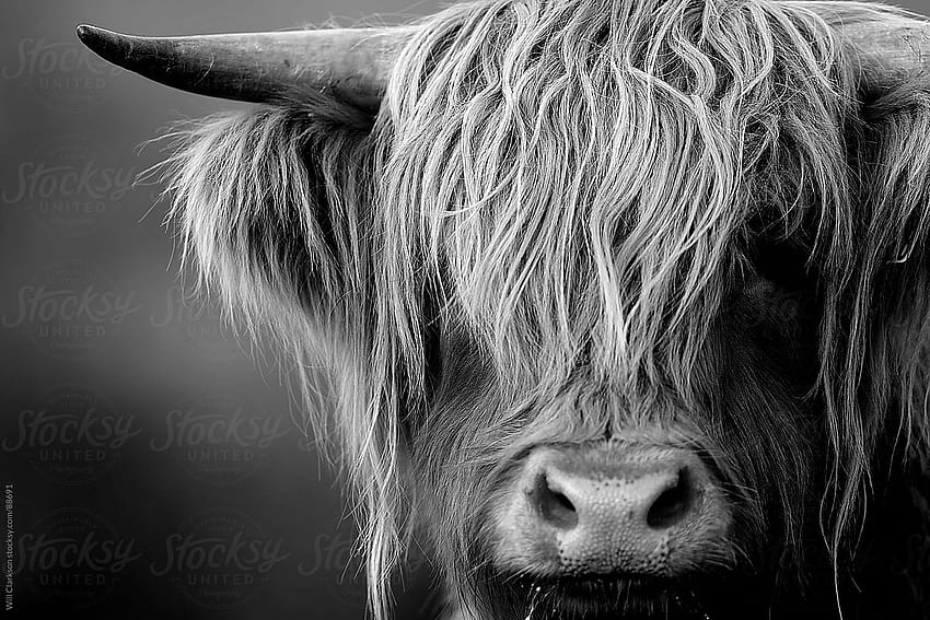 Black and white portrait of a highland cow looking at the camera HD wallpaper