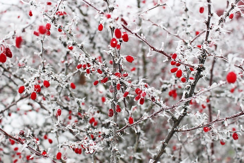 Winter, Berries, Macro, Branches, Frost, Thorns, Prickles HD wallpaper