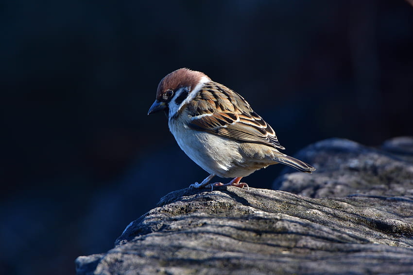 Close up, small bird, sparrow HD wallpaper