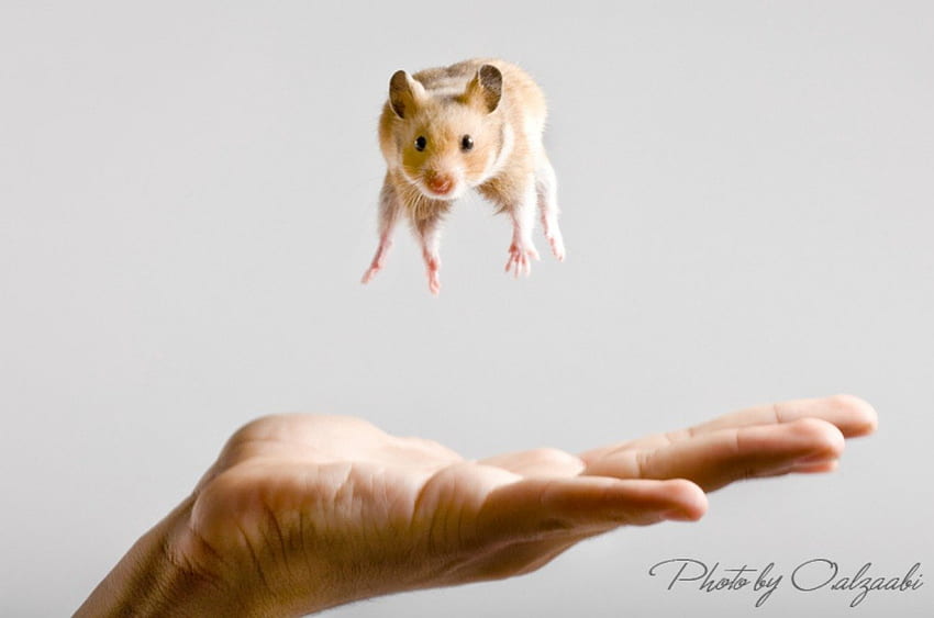 Ratos hip hop, salto, diversão, ratos, roedores, mão papel de parede HD