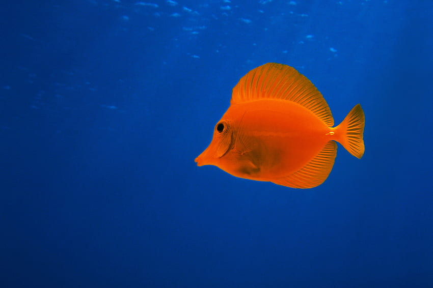 Fish, underwater, orange, animals HD wallpaper