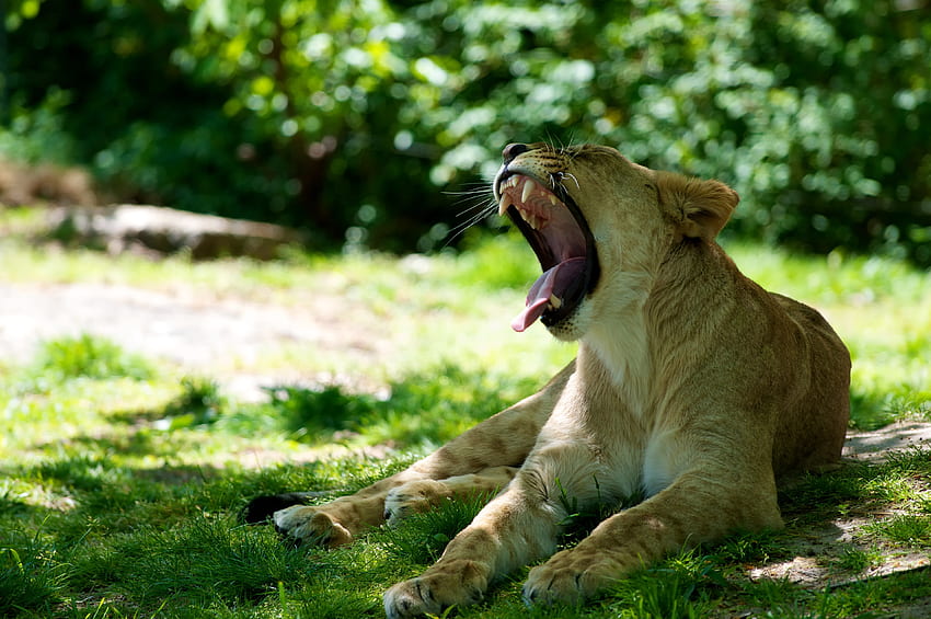 животни, лъвица, да паднеш, уста, изплезен език, изплезен език HD тапет