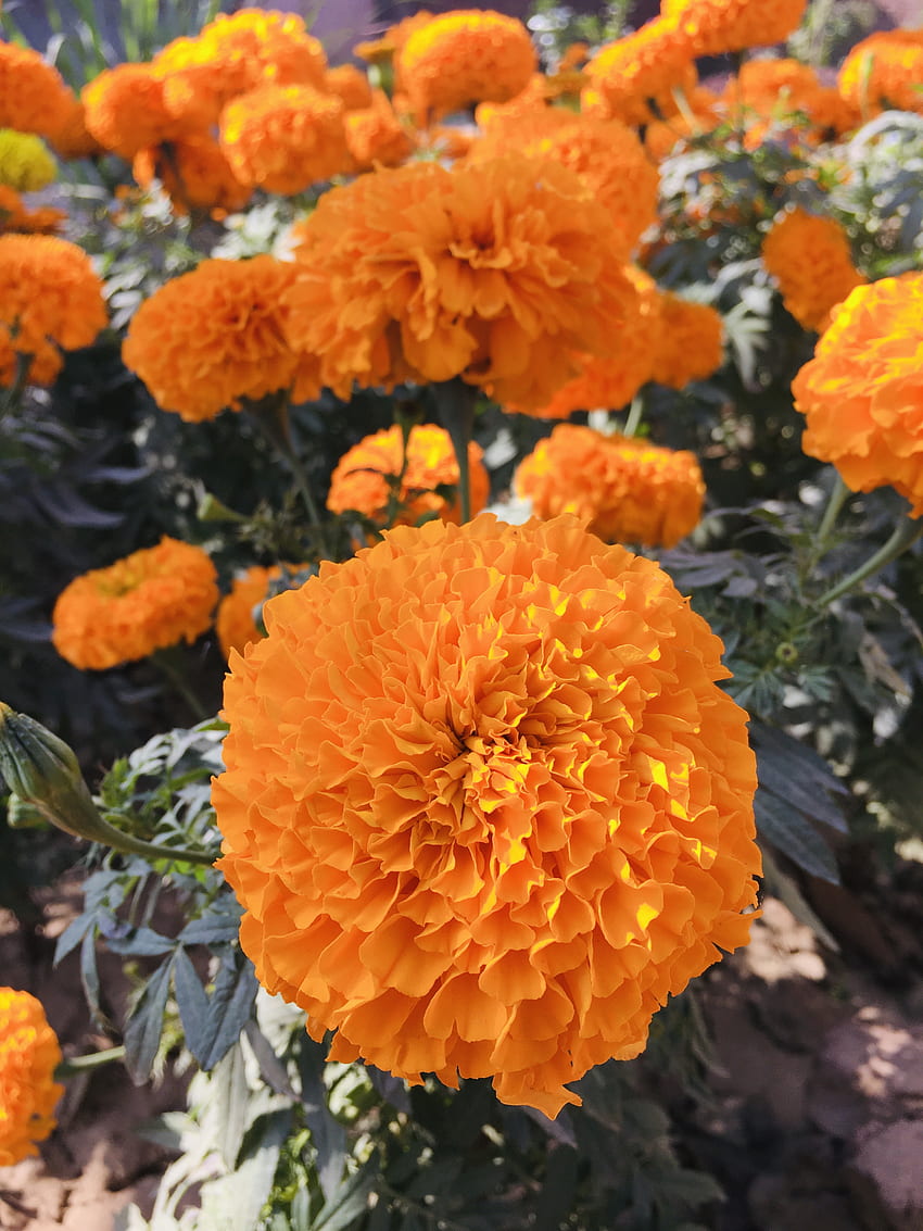 Bunga Marigold, musim semi, musim gugur, emas wallpaper ponsel HD