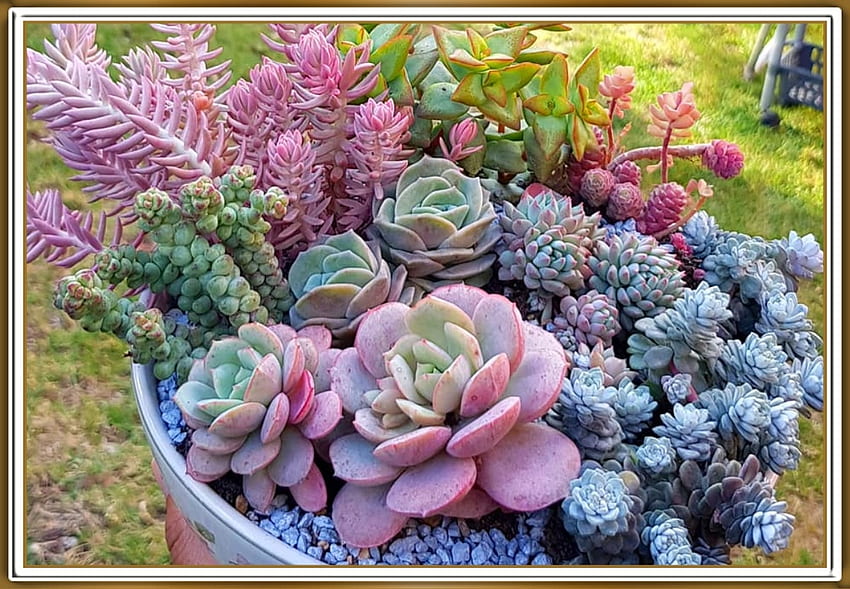 LOVELY SUCCULENTS, NATURE, SUCCULENTS, LOVELY HD wallpaper
