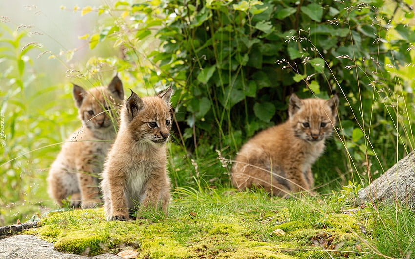 Lynx Bayi, bayi, tiga, lynx, binatang, kucing Wallpaper HD