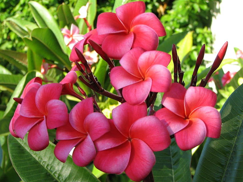 ลีลาวดี สีชมพู ธรรมชาติ ดอกไม้ วอลล์เปเปอร์ HD