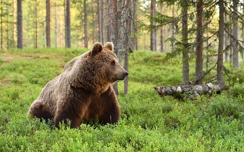 Bear, animal, large, forest HD wallpaper | Pxfuel