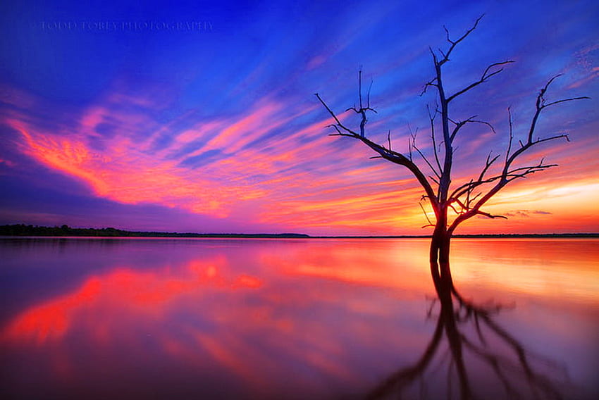 Stand alone, blue sky, pink, gold, reflections, sunset, tree HD wallpaper