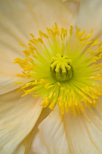 Flower, Macro, Stamens, Pollen, Poppy, Pestle HD wallpaper | Pxfuel