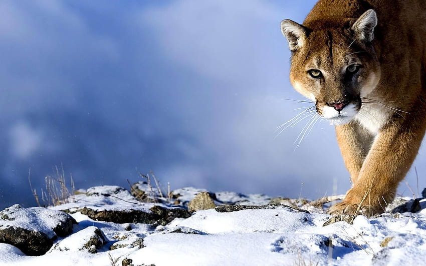 สัตว์, หิมะ, Puma, Predator, Big Cat, การล่าสัตว์, การล่า, เคล็ดลับ, ไหวพริบ วอลล์เปเปอร์ HD