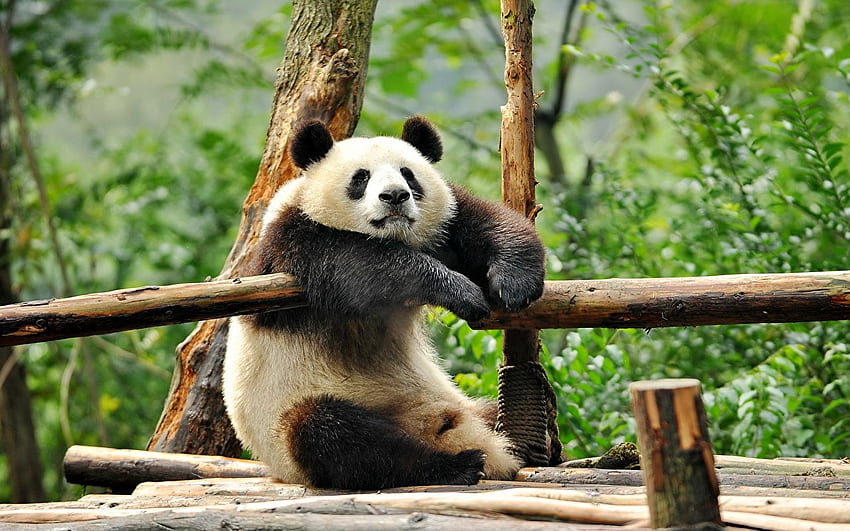 Giant panda Bears Animals, Crazy Panda HD wallpaper | Pxfuel
