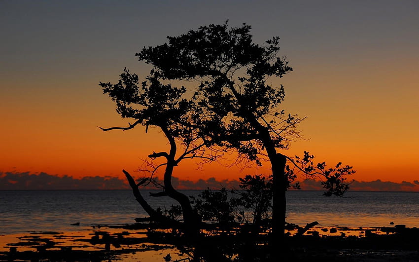 silhouette of tree on shore at twilight, Senja HD wallpaper