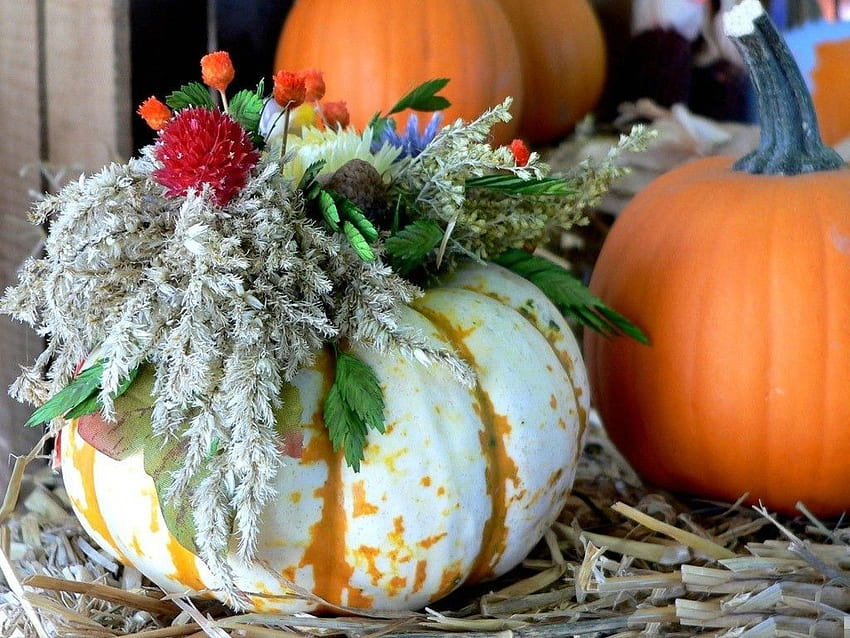 Thanksgiving Tag : Thanksgiving Season Flowers Colorful, Thanksgiving Gourd HD wallpaper