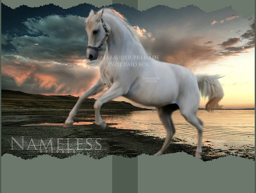 Beyaz At Yetiştirme, atlar, beyaz at, hayvanlar HD duvar kağıdı