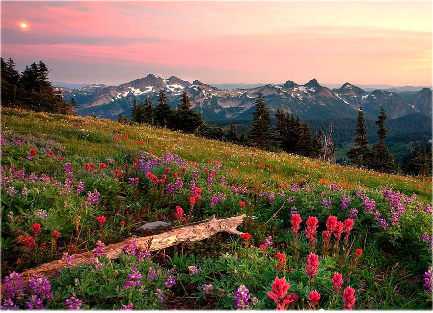 Scenery & Spring Scenery Slideshow - Mount Rainier - , Spring Mountain Scenes HD wallpaper
