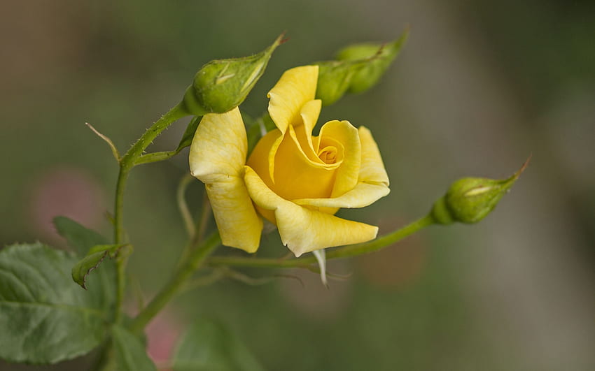 Yellow Rose, Yellow, Buds, Flower, Close up, Rose HD wallpaper