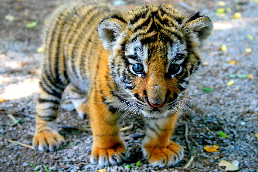 LITTLE PREDATOR, tiger, cub, cat, wild, little HD wallpaper