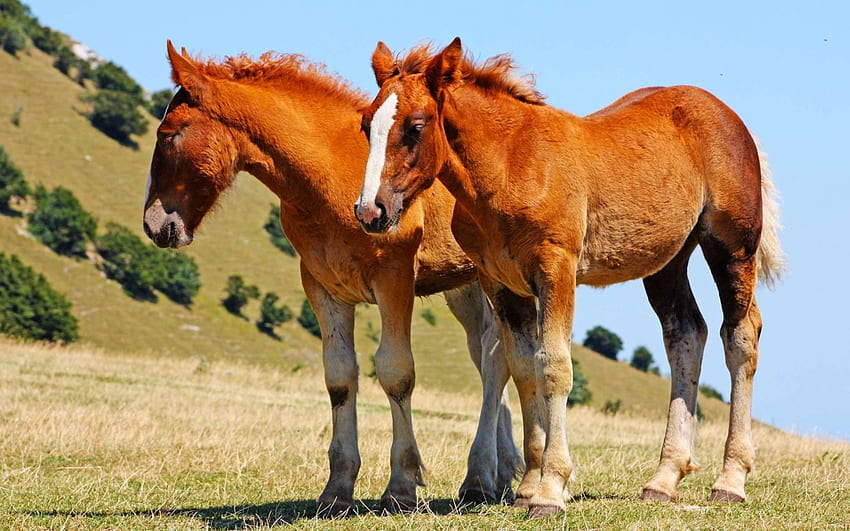 두 마리의 큰 망아지, 말, 동물, cavalo, caballo, 망아지 HD 월페이퍼