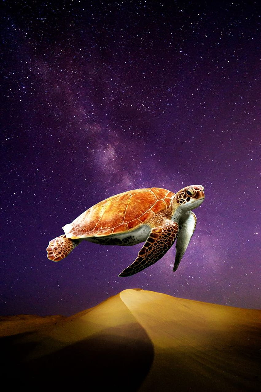 Surreal Turtle ลอยอยู่เหนือท้องฟ้ายามค่ำคืนของทะเลทราย ศิลปะเหนือจริง Surrealism ศิลปะประหลาด เต่าอวกาศ วอลล์เปเปอร์โทรศัพท์ HD