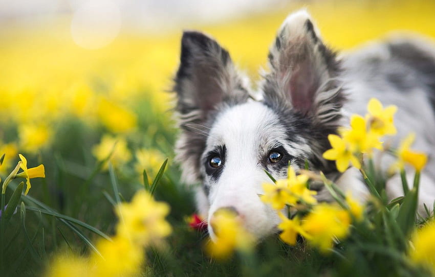 eyes, look, face, flowers, background, portrait, dog, Spring Dog HD wallpaper