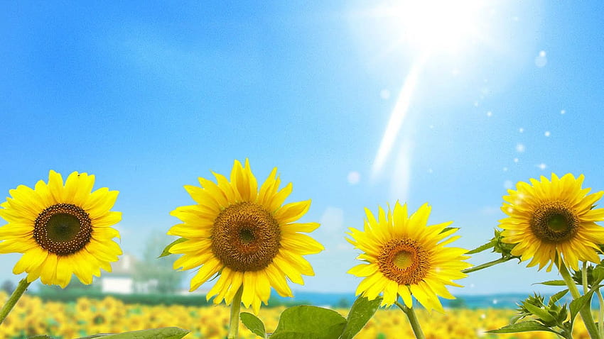 Beautiful sunflower for HD wallpaper | Pxfuel