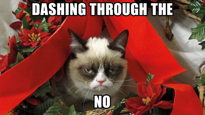 Xem bức ảnh về Grumpy Cat Christmas để cười đau cả bụng với con mèo phải lòng thiếu niềm vui đón Giáng sinh.