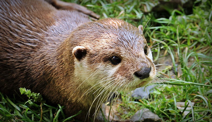 Otter for Android, Lutrinae HD wallpaper