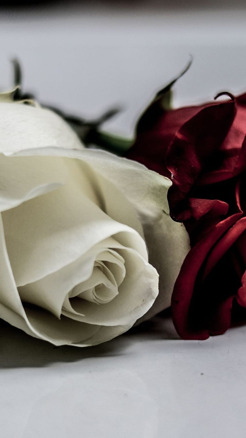 roses blanches et rouges, fleurs, iphone 7 Fond d'écran de téléphone HD