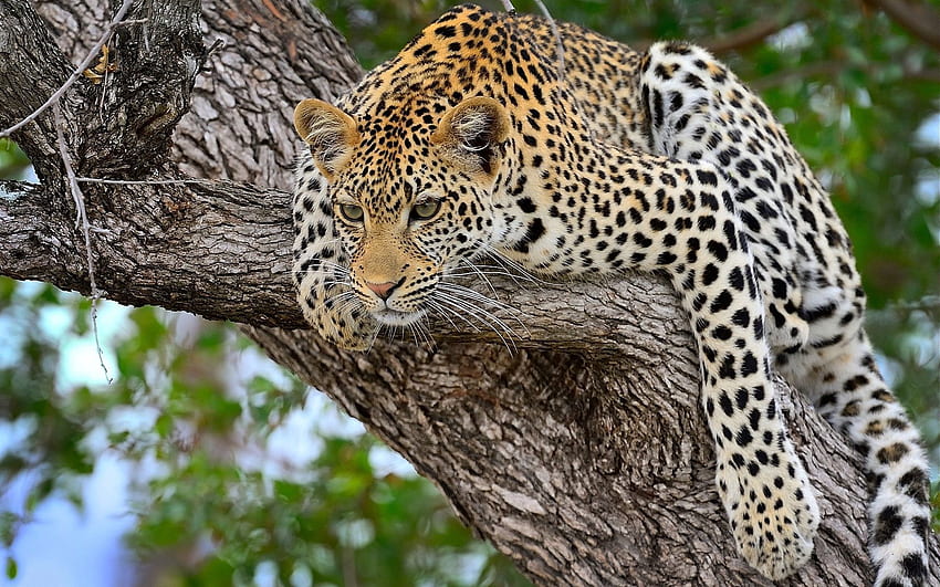 Animals, Cheetah, Lie, To Lie Down, Predator, Big Cat HD wallpaper