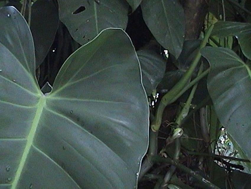 Philodendron sagittifolium Liebm. Plants of the World Online HD wallpaper