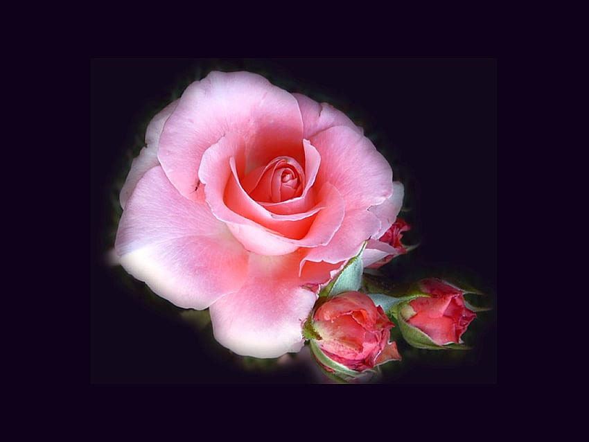 Pink Rose, rose, pink, beautiful HD wallpaper | Pxfuel