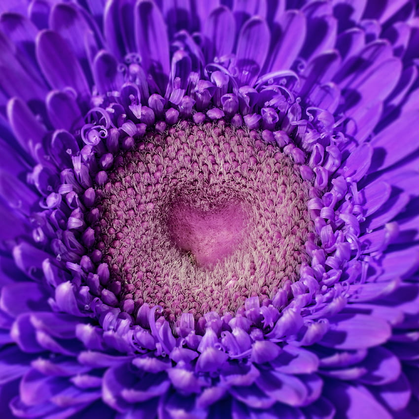 Violet, Macro, Petals, Purple, Heart, Gerbera HD phone wallpaper