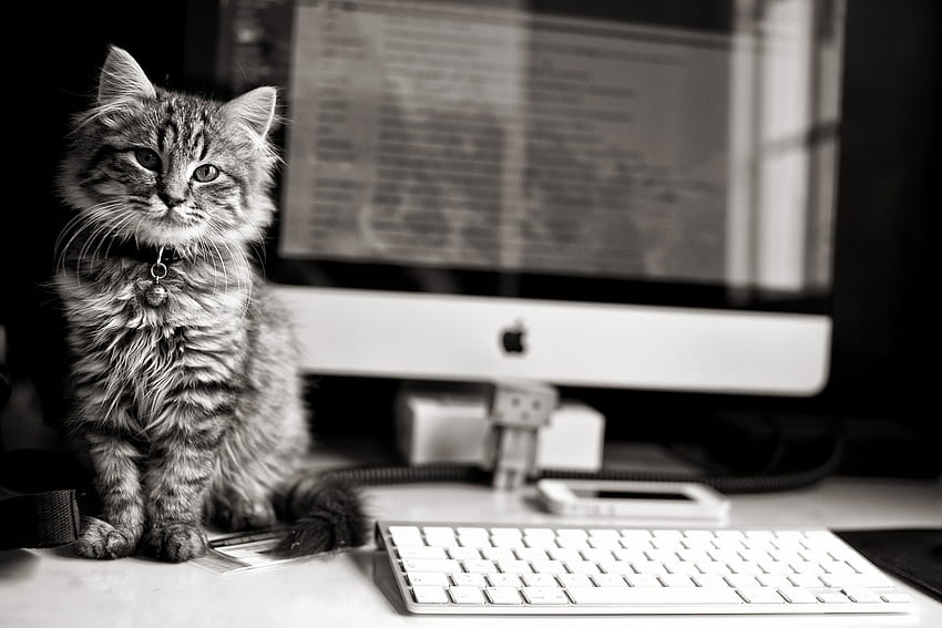 Animals, Kitty, Kitten, Bw, Chb, Computer, Keyboard HD wallpaper